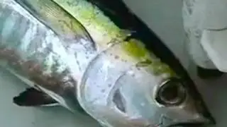 Wicked Tuna Fishing Fort Lauderdale