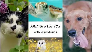Learn Animal Reiki Level 1 & 2 with Jerry Online | October 2023