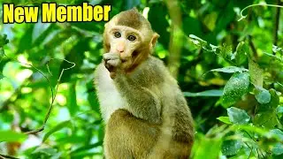 New Abandoned Monkey And Amber! This New Member Wanted To Join WIth Amber.