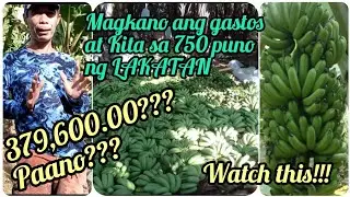 『Magkano ang Gastos at Kita sa 750 na Puno ng Lakatan』〘₱379,600. Paano??〙