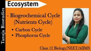 Ecosystem - Nutrients Cycle | Biogeochemical Cycle | Carbon Cycle | Phosphorus Cycle | NEET