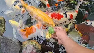 Amazing !! Memberi makan ikan warna warni ikan koi koki gupy 