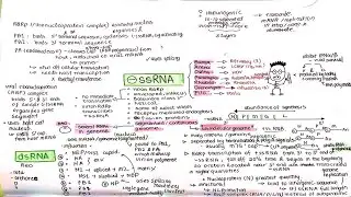 -ssRNA replication