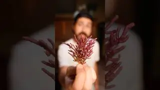 I ate this weird plant