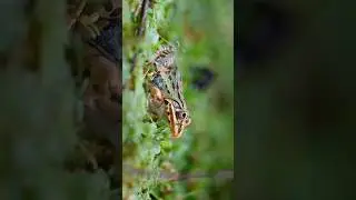Juvenile Indian Bull Frog #westernghats #agumbe #slowmotion