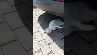 Playing with animals is very pleasant #plaing #happy #cat. 🐈🤪🐈🤪