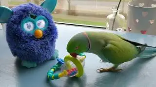 Tommy & Furby