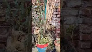 🤣 #music #growth #cat #catentertainment #catvideos