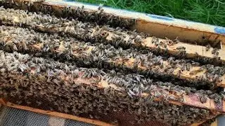 تربية النحل سؤال واجابة للنحال المبتدئ اخوكم محمد المصري ابو نرمين تاريخ 20_2_2024 معلومات للاستماع