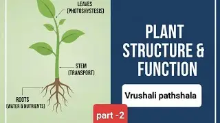 Plant: structure and function (vertical section of hibiscus flower) 7 th std MH board science part 2