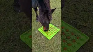 Snuffelmat voor paarden! Shop nu 👇  