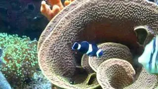 My 125g mixed reef tank