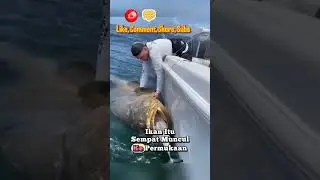 Ikan Besar Muncul di Permukaan, Hanya Sedikit Memberontak