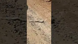 big snake road accident