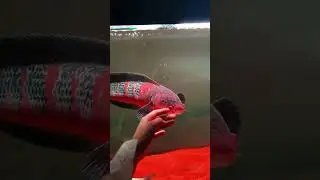 Does Anyone Else Like This Kind of Fish Interaction? 🐠✨