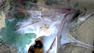 OBT attacking