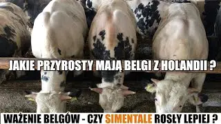 OPAS BYK&Oacute;W BBB - CZY SĄ WARTE SWOJEJ CENY ? [ ważenie odsadk&oacute;w ]