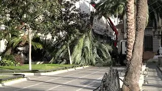 'Herminia' deja incidencias en Ceuta: caída de una palmera y parques acordonados