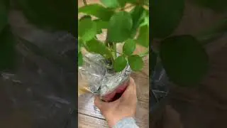 バラ🌹の動画を見てまた欲しくなりしつこく購入した万葉だけど忌み枝がありますね😢