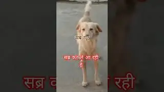 सबर करना सीख ले मंजिल आसान है उम्मीद पर भरोसा रखो #funny #simmba #comedy #germanshepheard ##love
