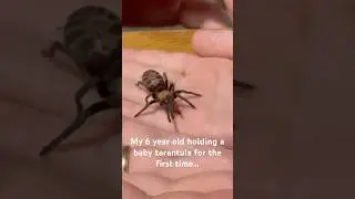 Holding a baby tarantula for the first time &hearts;️🕷️#tarantula #spiders #cute #kids #cuteanimals