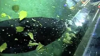 Manatee:  The Movie trailer