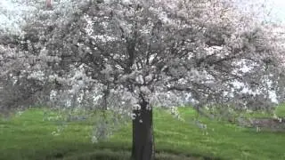 Prunus subhirtella autumnalis autumn Cherry tree