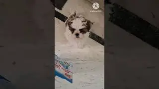 My Shih Tzu Puppy Miracle 🐾 | Cute & Funny Dog Video | Miracle&rsquo;s World 2026 #shihtzupuppy #shihtzu