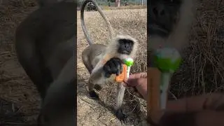 Jungle Me Hanuman Langur Ne Biscuit Liya 😍 | Cute Monkey Close Video 🐒
