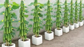 Old Plastic Containers + Eggshell&rarr; Big Cucumber Harvest! Grow High-Yield Cucumber Easily At Home