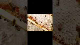 HOW TO REMOVE BEES SAFELY