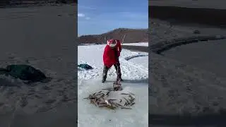 #winterfishing #fullcatch#0335