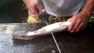 Worlds fastest fish fillet