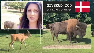 SAFARI ZOO IN DENMARK I GIVSKUD ZOO