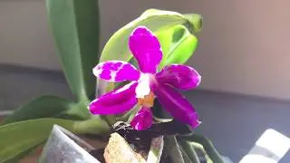 Chat about Phal pulchra