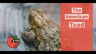 The American Toad