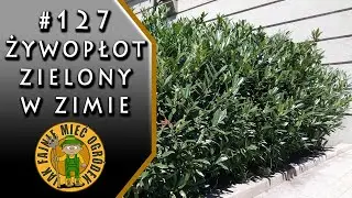#127 Żywopłot z laurowiśni i pytanie... jak ukorzenić laurowiśnię?