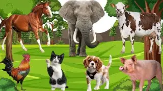 Sound Of Cute Animals, Familiar Animal: Ferret, Wombat, Raccoon , Squirrel - Animal Moments