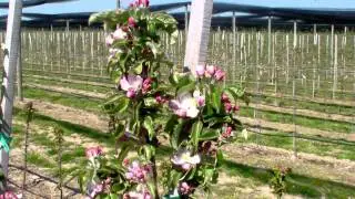 Der neue S&auml;ulenapfel Malini Subito