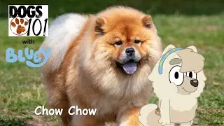 Dogs 101 with Bluey S2 E4: Chow Chow with Judo