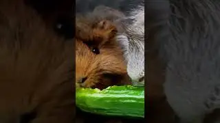 Can&rsquo;t stop watching 2 guinea pigs eat 🐹🥬🤤 | #asmr #shorts