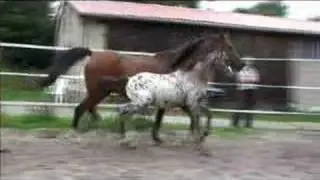 Gorgeous Knabstrupper leopard colt