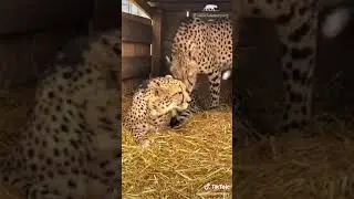 Cheetah Cuddles 😻 #shorts