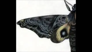 Avolent - Moth Beauty