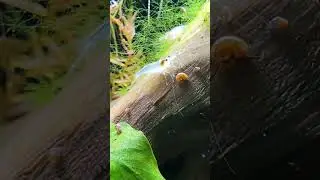 The BEST Tank Size For Breeding Snowball Shrimp &ndash; Hobby Or Profit?