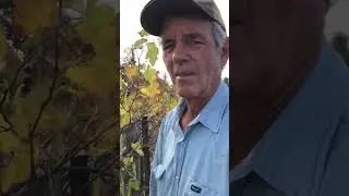 Wine grape harvest from antique grape vines from the 1950&rsquo;s in December  #shorts #TexasHillCountry