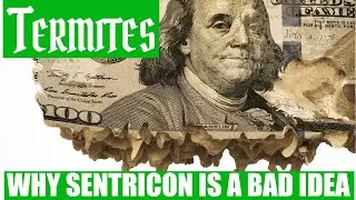 Системы приманок для термитов Sentricon и почему они НЕ работают!