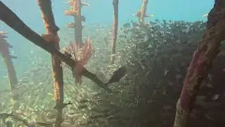 Raja Ampat octubre 2025. Snorkel Yenatar Housereef