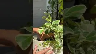 Do you prefer combining plants or keeping them separate? 💚🪴