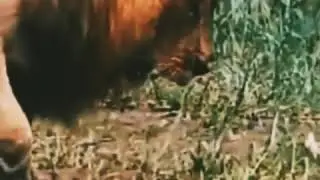 Lion attitude WhatsApp status video